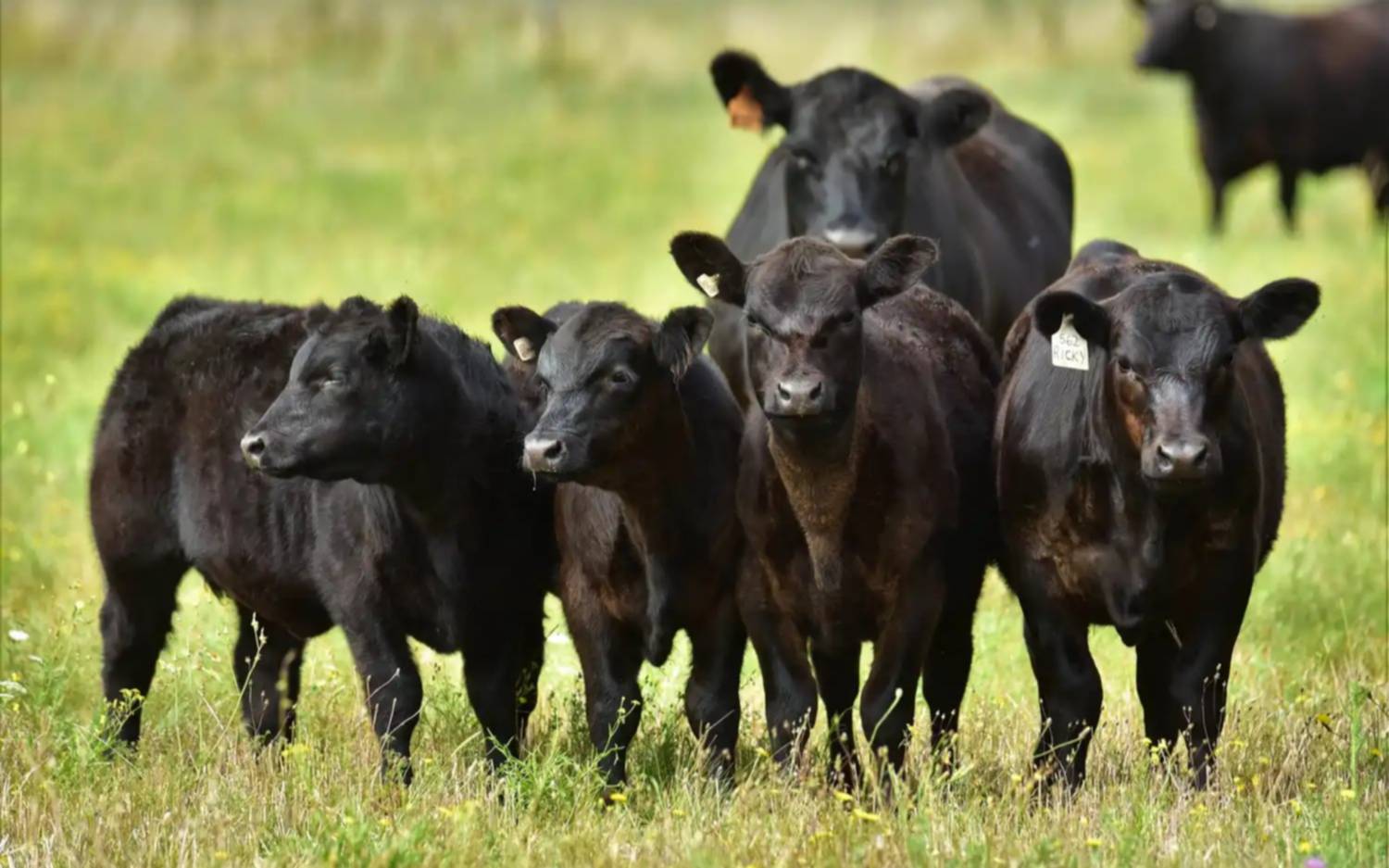 El IPCVA cierra el año de jornadas a campo con un encuentro en Tres Arroyos