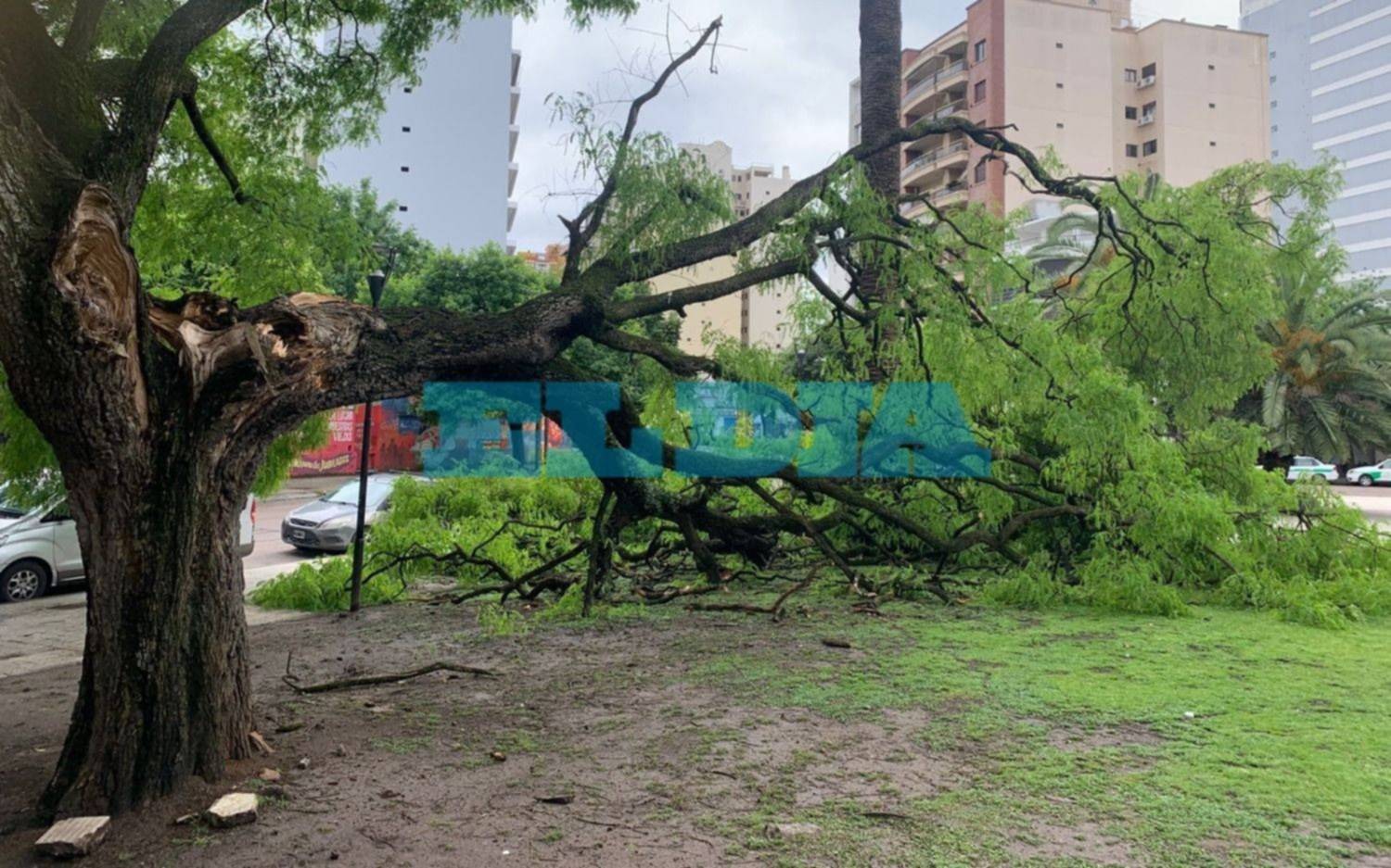 Varios árboles caídos en La Plata tras la tormenta: mandá tu reclamo al Whatsapp de EL DIA