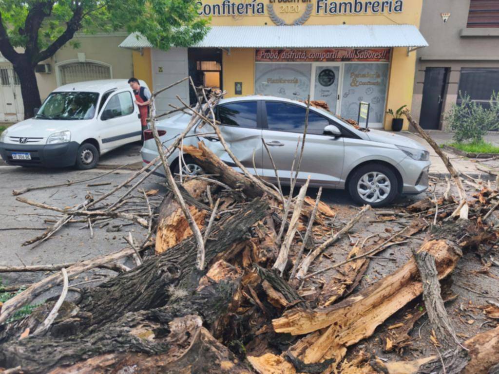 El temporal dejó complicaciones y daños en el patrimonio forestal