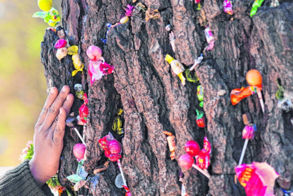 Un árbol “milagroso” es venerado en Bolivia