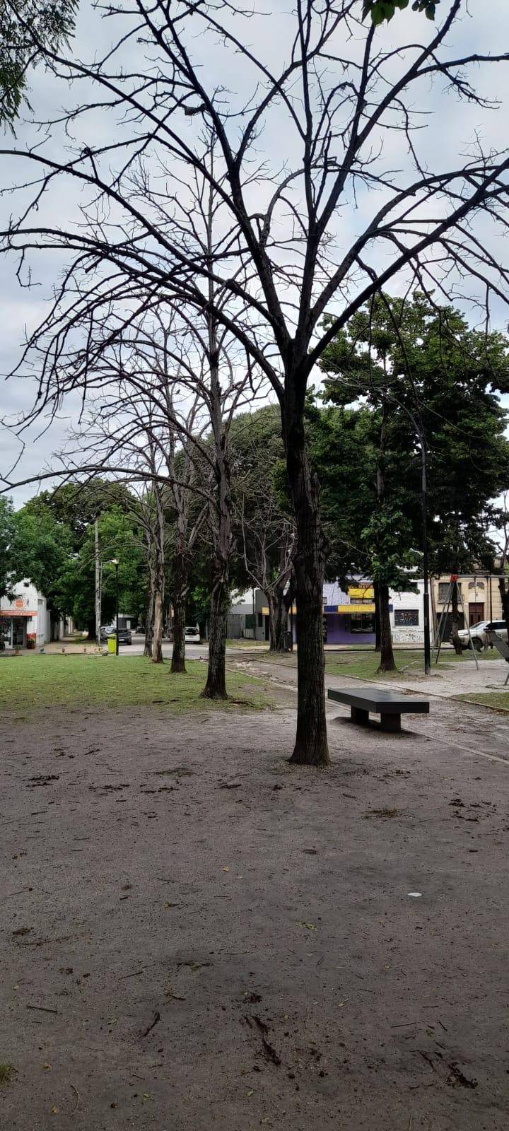 Árboles secos ponen en peligro a los vecinos de Plaza Brandsen en 25 y 60