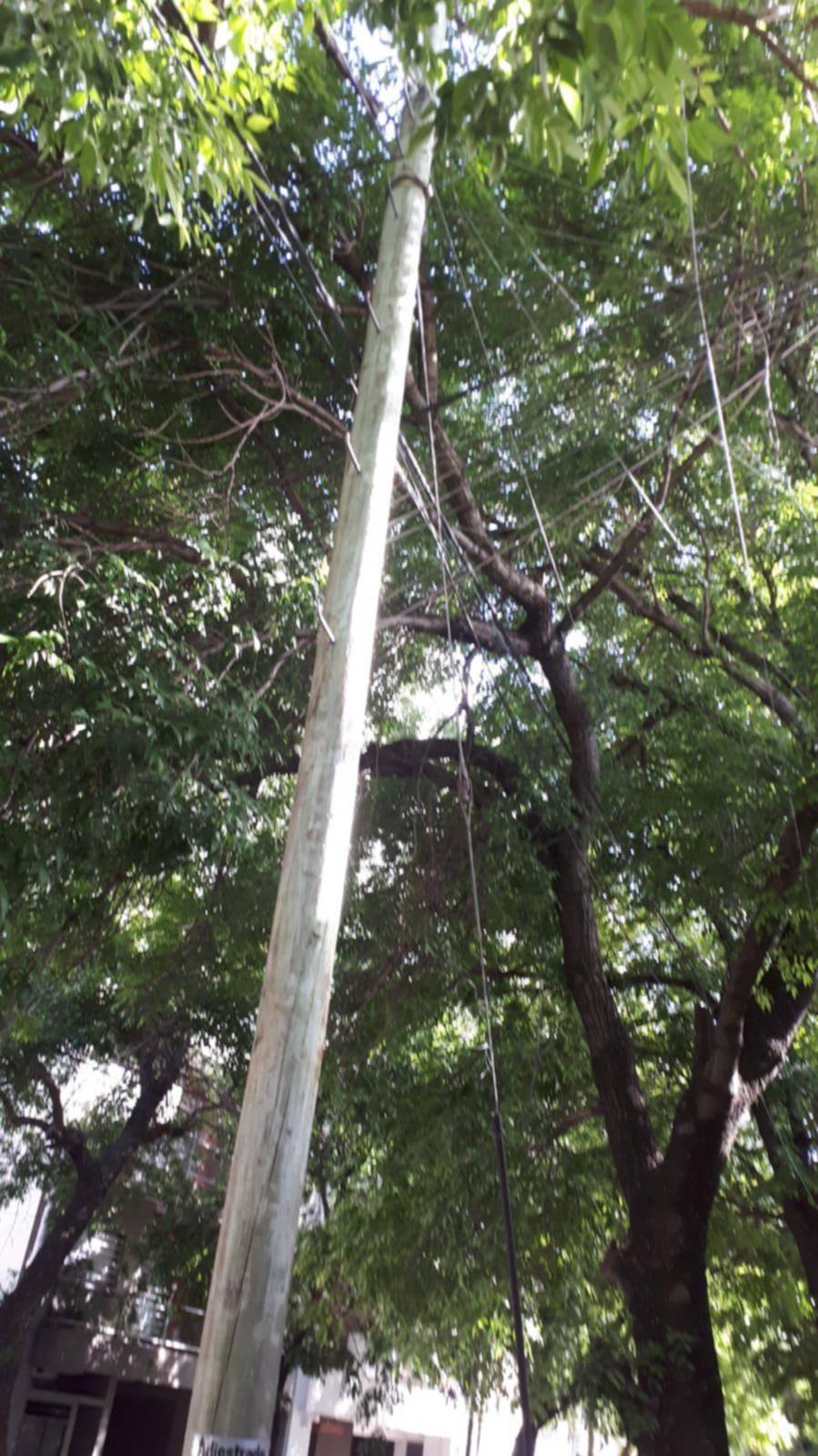 Un árbol y sus raíces atemorizan a los vecinos de Plaza Belgrano