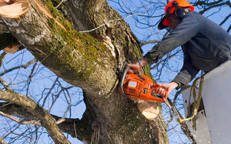 Vecinos llevan a la Justicia la disputa por la poda de un árbol que generaba molestias
