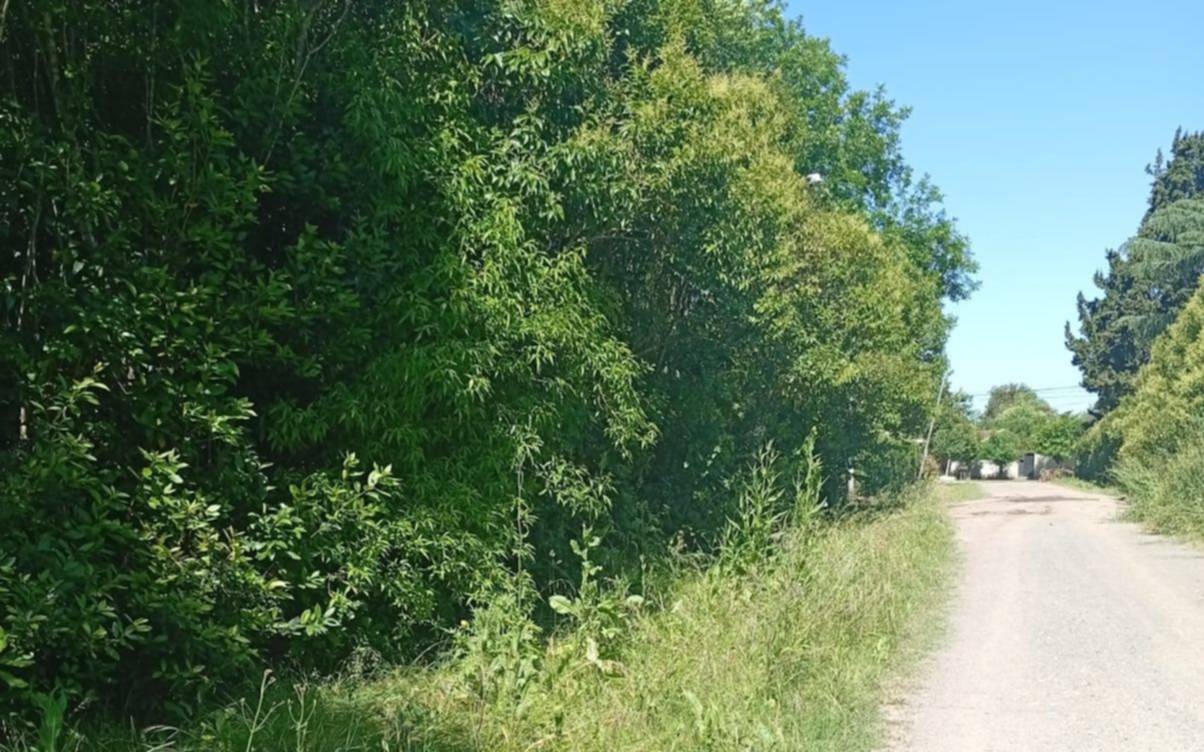 En Villa Elisa advierten que "una selva" le gana terreno a la calle 