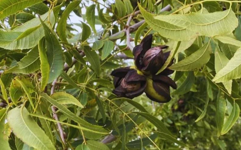 Pergamino: la producción de pecán surge como alternativa para zonas periurbanas
