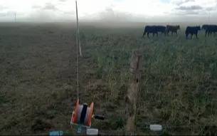 Pastoreo rotativo: sus ventajas productivas y económicas en la región