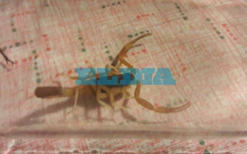Llegó el calor y reaparecieron los alacranes: invaden una casa a pasos de Plaza Moreno y meten miedo