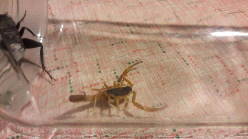 Llega el calor y vuelven a aparecer los alacranes