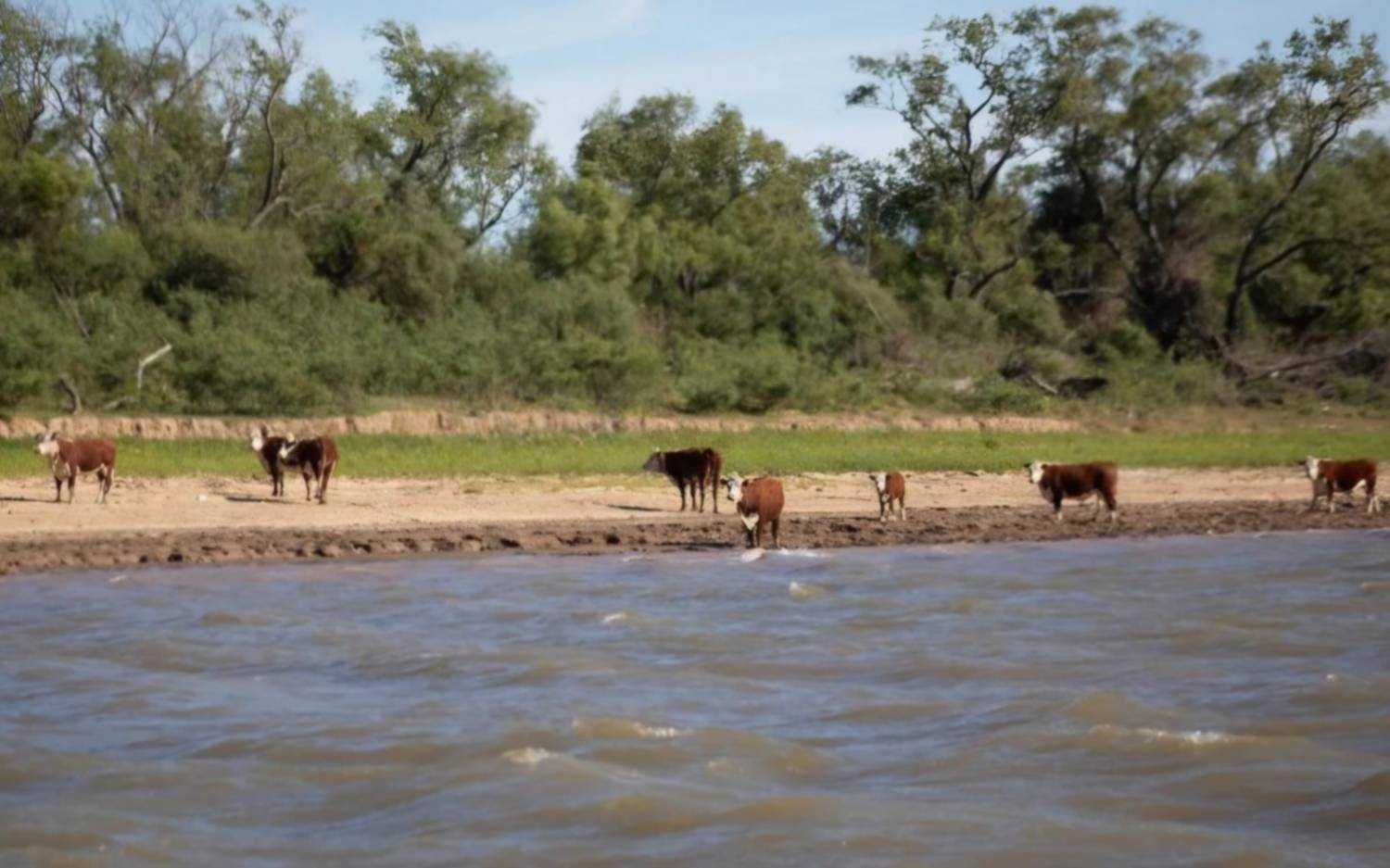 Aumenta el cuatrerismo en el Delta del Paraná y productores buscan soluciones organizados