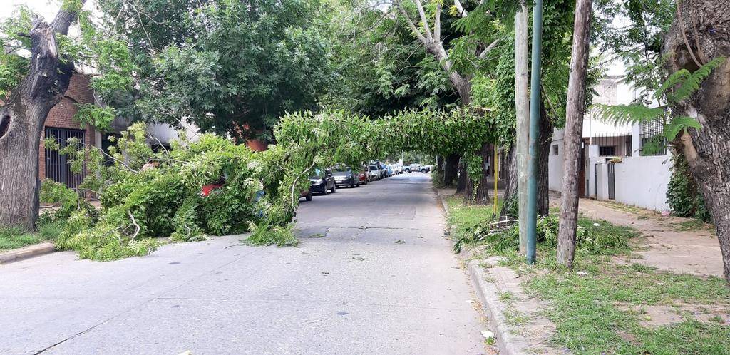 Una rama enorme cayó sobre un auto en la cuadra de 68 entre 1 y 2