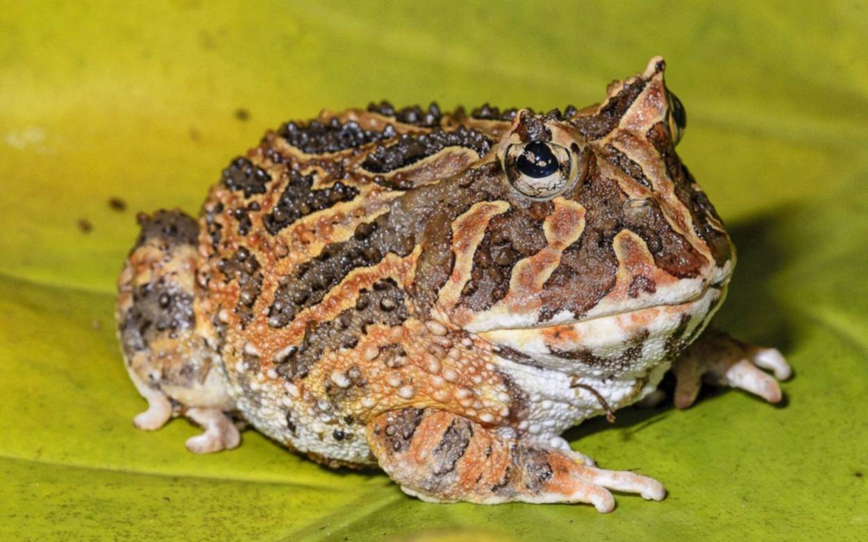 Identificaron en China a una nueva especie de sapo cornudo