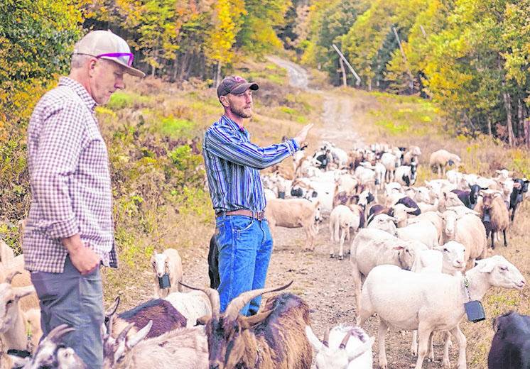 Cabras y ovejas para limpiar las pistas de esquí