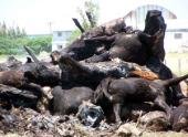 Brandsen: murieron 89 vacas intoxicadas con una planta
