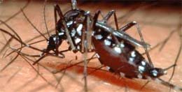 Lluvia y calor, condiciones ideales para el Dengue