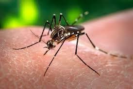 Campaña de prevención contra el Dengue, Zika y Chikungunya
