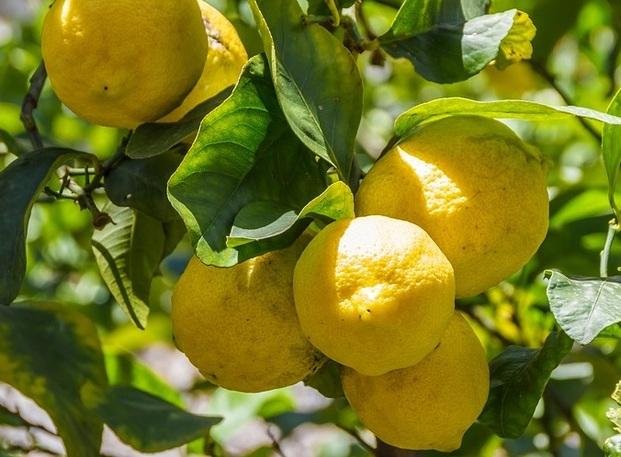 El limón argentino ingresará al mercado estadounidense el año próximo
