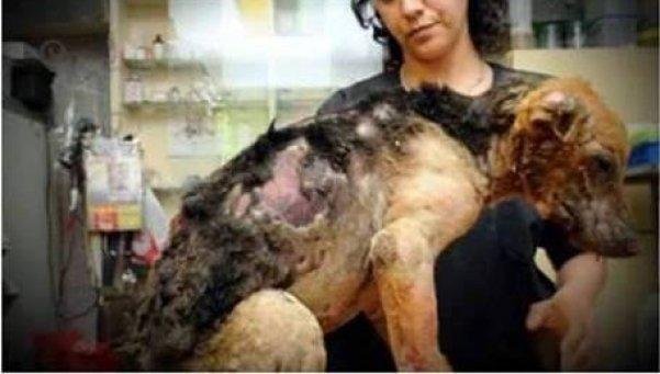En un fallo inédito, condenan a prisión a un hombre que quemó y mató a un perro