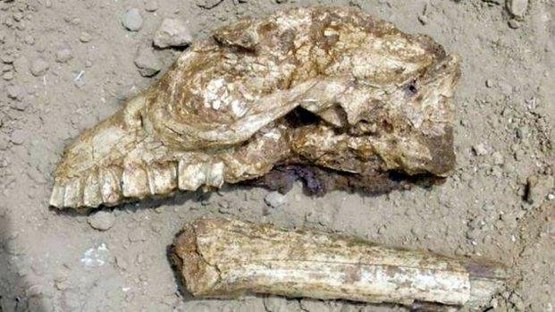 Encontraron fósiles de un animal prehistórico en Miramar