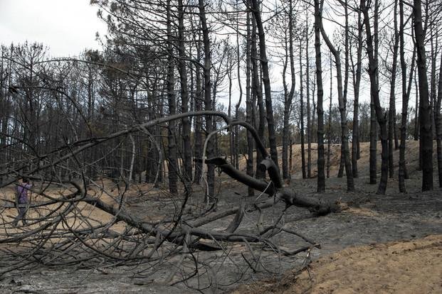 Investigan si fue intencional el incendio que arrasó con el bosque