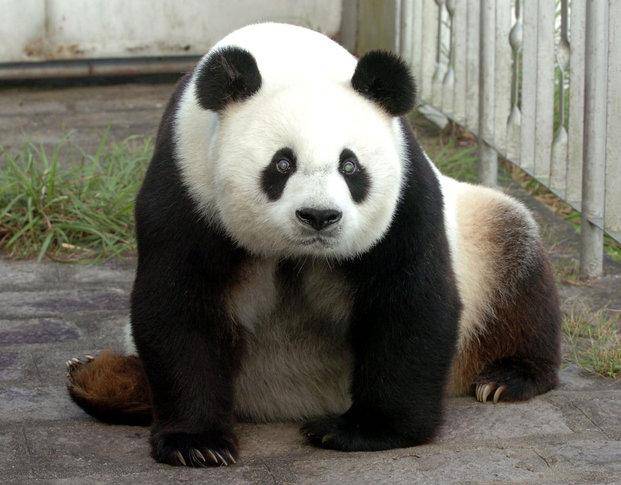 Murió Pan Pan, el abuelo de gran parte de los pandas actuales