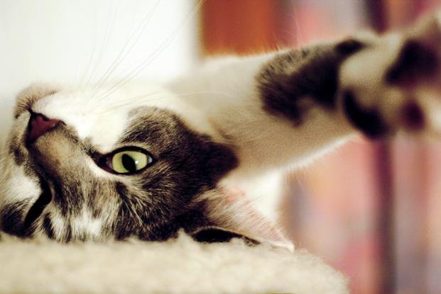 ¿Por qué ronronean los gatos?