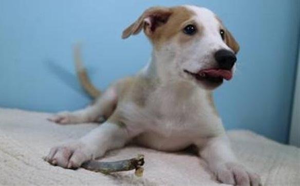 Una familia argentina “recupera” a su perro fallecido por clonación