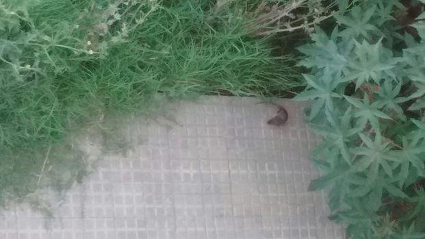 Esquina de Los Hornos “invadida por las ratas”, afirman los vecinos