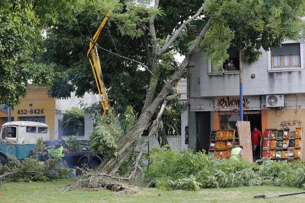 Vecinos tuvieron un enorme susto en 19 y 58 por un árbol que se desprendió de la rambla