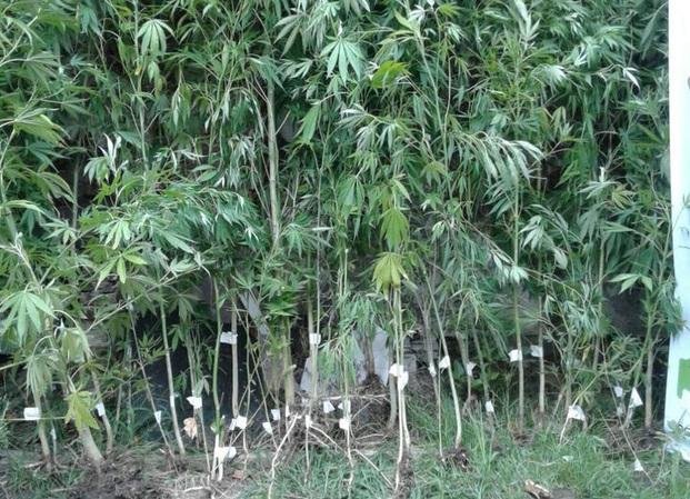 Hallan plantación de marihuana en pleno centro de   la Ciudad
