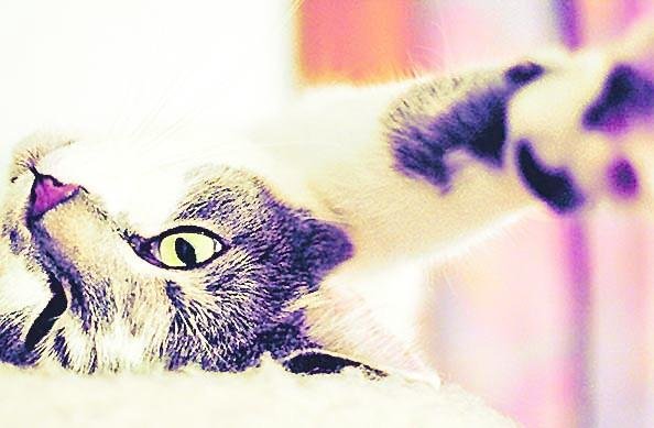 ¿Por qué ronronean los gatos?