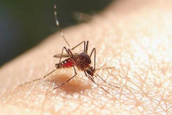 Estudian una nueva estrategia contra la malaria