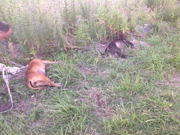 Preocupación por la aparición de pitbulls muertos en Berisso