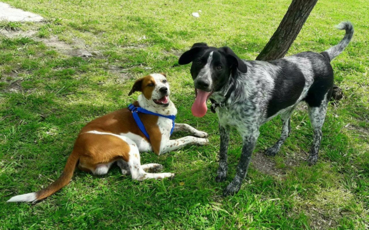¿Perros o gatos?: Un estudio determinó cuál de los dos animales es más inteligente