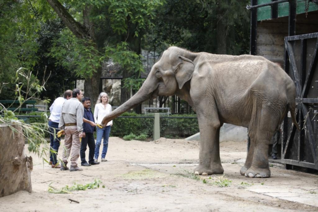 Un experto hindú apuntala la idea de trasladar a la elefanta Pelusa a Brasil