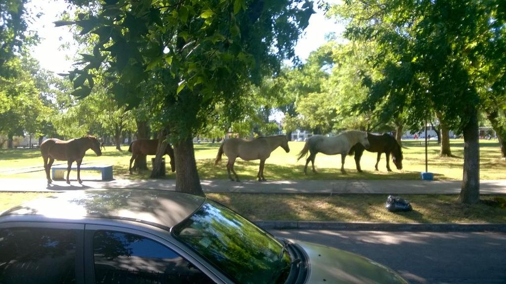 Caballos sueltos en una plaza de Berisso