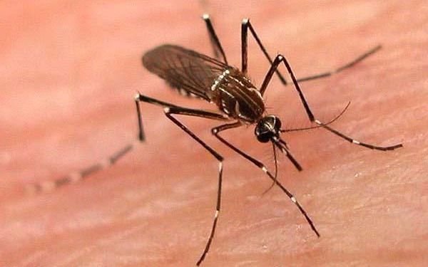  Intensifican campaña de prevención contra Dengue, Zika y cbikungunya