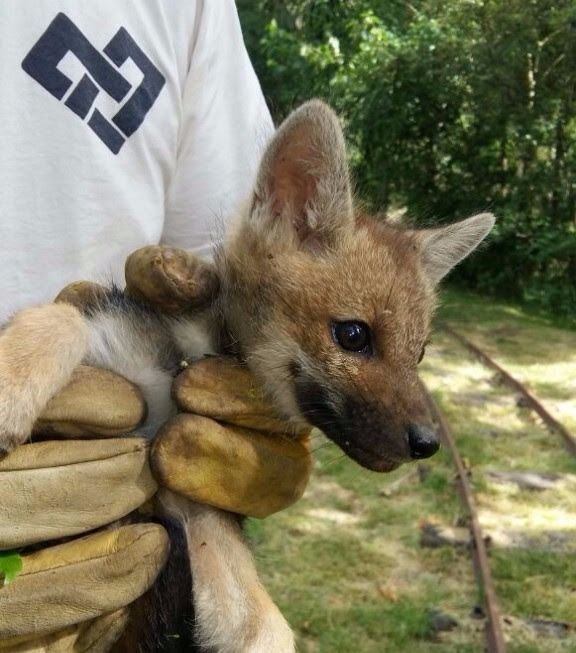 Abandonaron a una cría de zorro gris en el Zoológico y buscan trasladarlo al ECAS