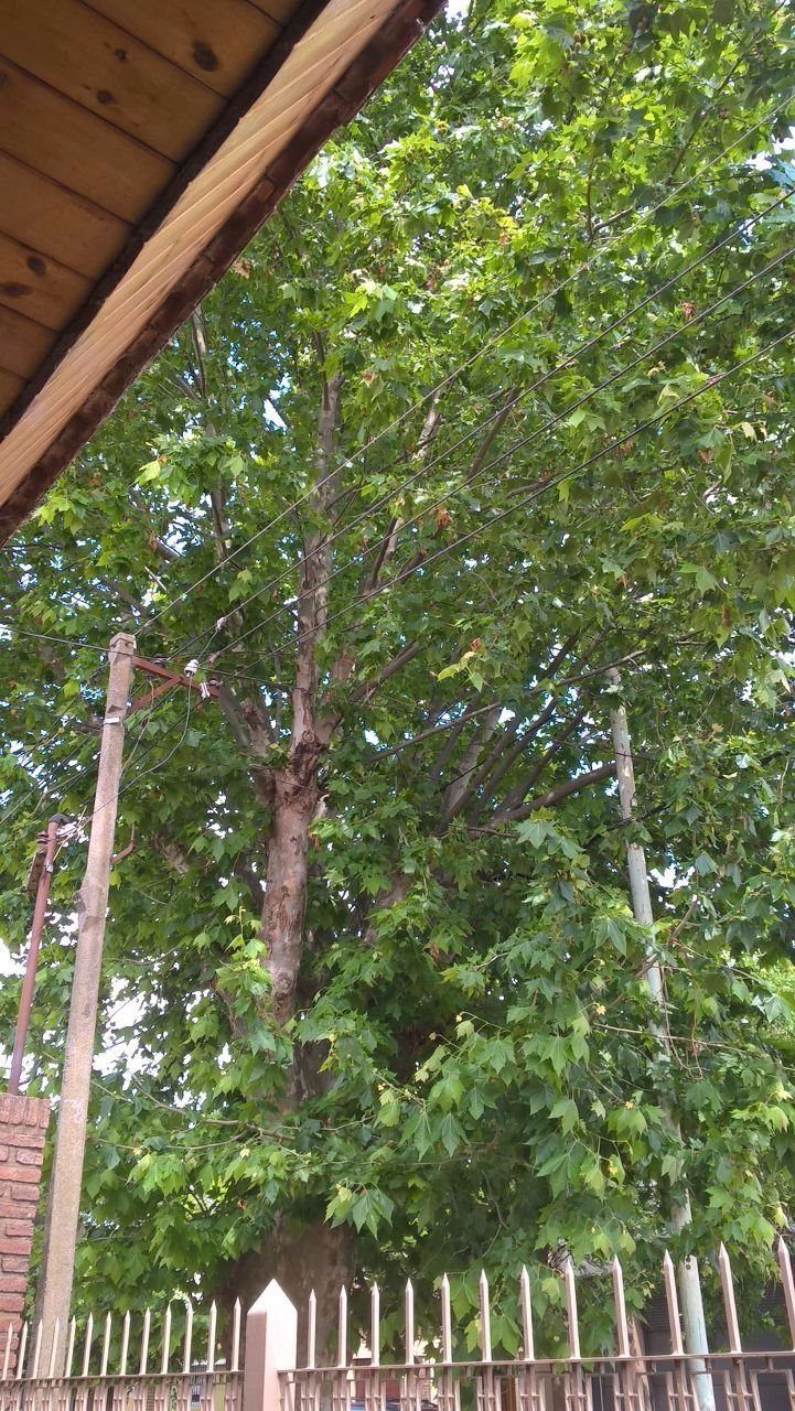 Un árbol que roza el tendido eléctrico preocupa en un sector de La Loma