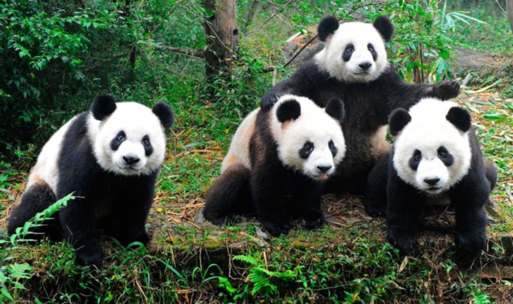Tuvo 130 hijos en 25 años: el oso panda que salvó a su especie de la extinción
