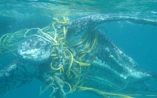 Mil tortugas marinas mueren cada año al quedar enrededas en la basura