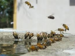 Una “nube” de abejas atemoriza a vecinos de Tolosa