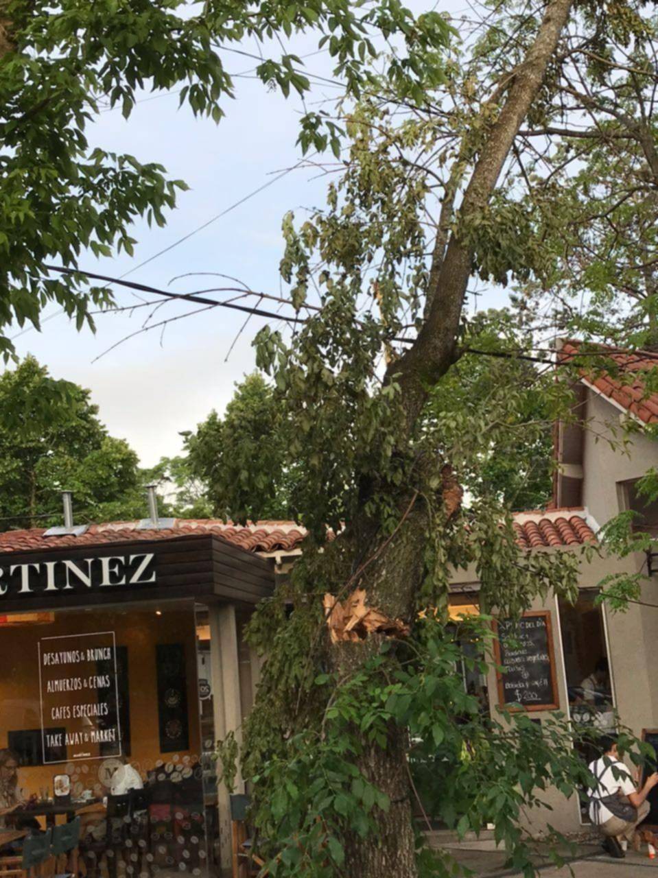 En City Bell un árbol a punto de caer atemoriza a los vecinos
