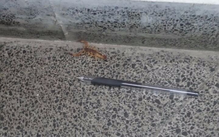 Advierten  por la presencia de alacranes en la Facultad de Odontología