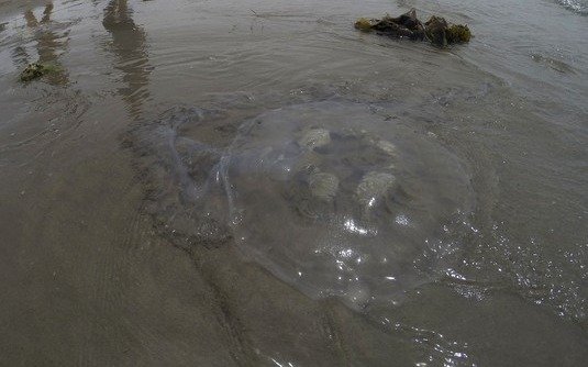 Puerto Madryn: sorpresa por la aparición de medusas gigantes