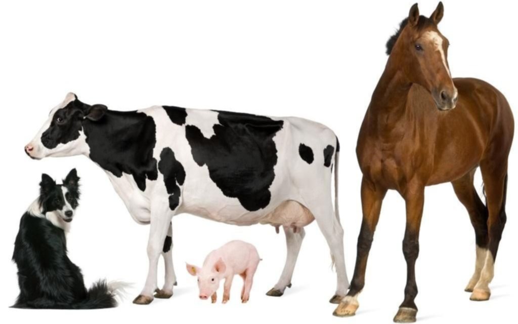 ¿Qué tienen en común una vaca, un caballo, un cerdo y un perro?