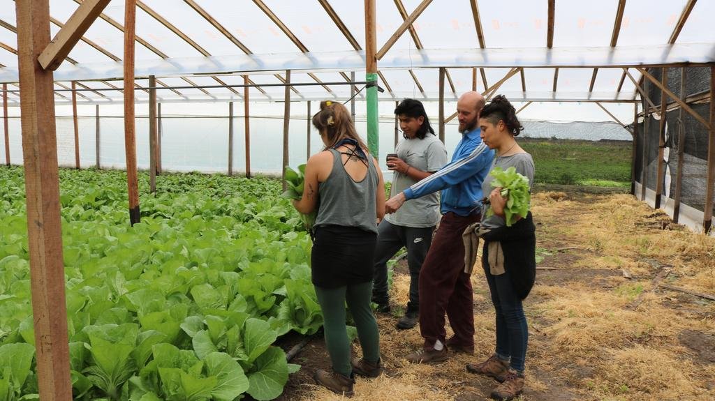 Bolsones de verdura orgánica: de la huerta a la mesa