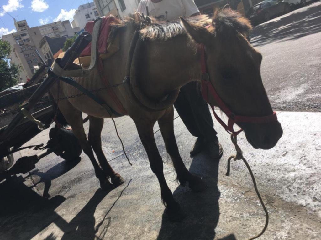 Más rescates de animales maltratados en la Ciudad