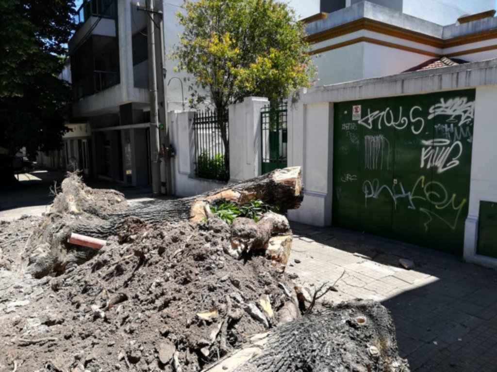 Las agresiones al patrimonio forestal no cesan: más talas y drásticas podas