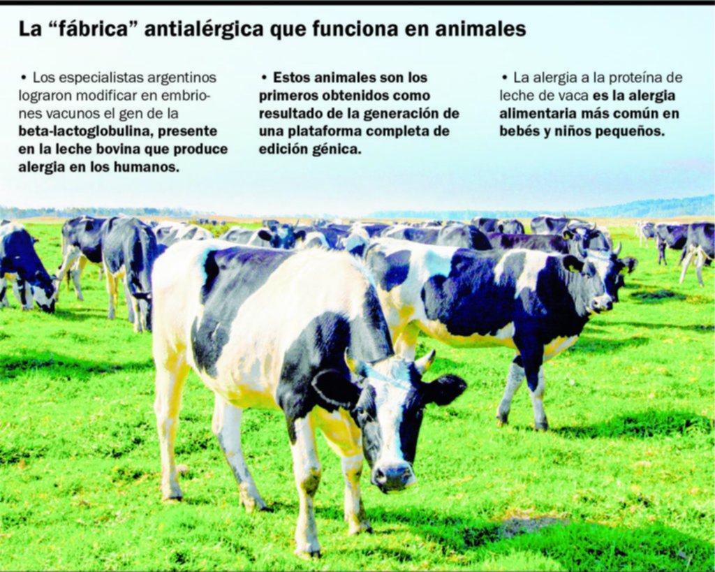 Desarrollan genéticamente leche de vaca “antialérgica”