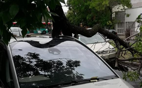 La tormenta dejó la caída de una enorme rama sobre un auto en 19 entre 49 y 50
